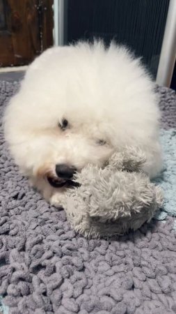 Моя сладкая булочка