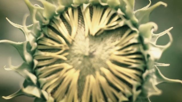 Special vs. Unique - Excerpt from Satsang with Tyohar
