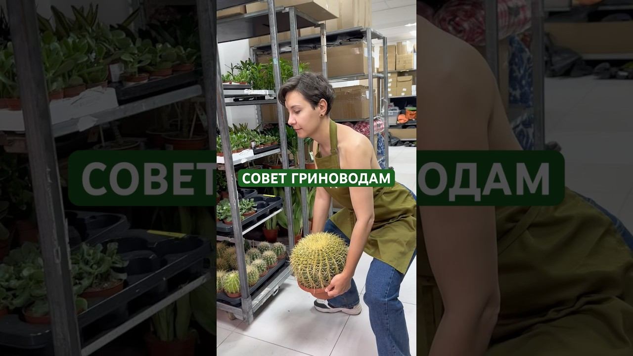 Делай это упражнение каждый день и спина болеть не будет  комнатныерастения