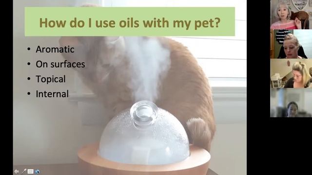 The Oily Pet: Safe Essential Oil Methods for Cats  Dogs