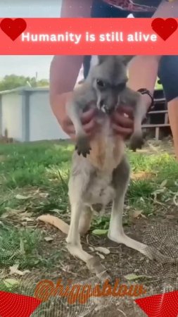 Humanity is still alive: Kangaroos Baby Saved #shorts