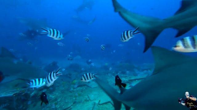 Fiji. Pacific Harbour (October 2019). Squalo Pinne Argentee (Carcharhinus albimarginatus). смотреть онлайн