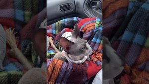 Мы едем едем едем в далекие кроя 🤭☺️🐾