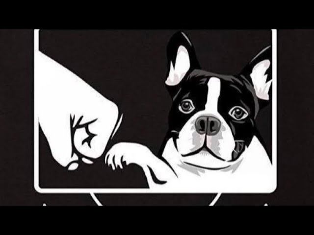 (2) бостон терьер Avesta Viva Yunkers 3,5 months