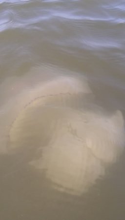 Красивая медуза в Азовском море