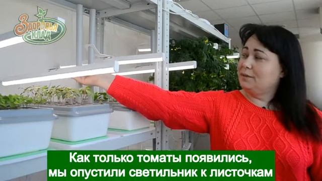 Как вырастить рассаду томатов? смотреть онлайн