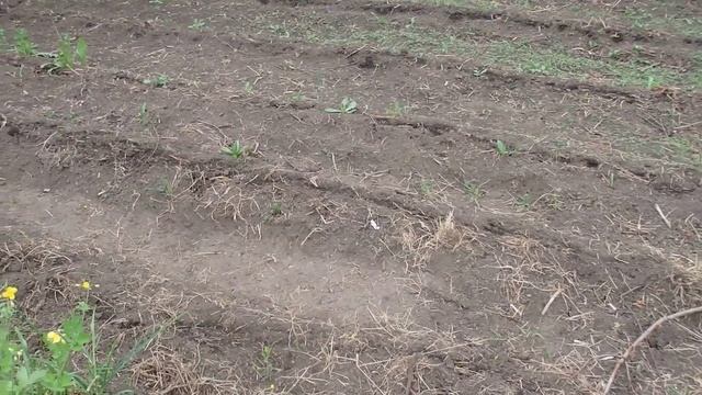Фасоль на картофельной делянке защита от жуков и подкормка Азотом корни картофеля.