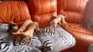 Уиппет быстрый как молния