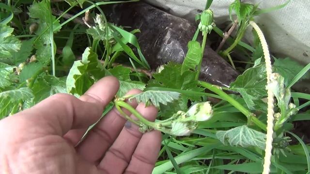 ЗАМОРОЗКИ бьют урожай. Как ПОМОЧЬ замороженным РАСТЕНИЯМ смотреть онлайн