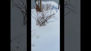 Снежный весенний день 8 апреля, навалило снега больше чем за всю зиму. #топыкатегории