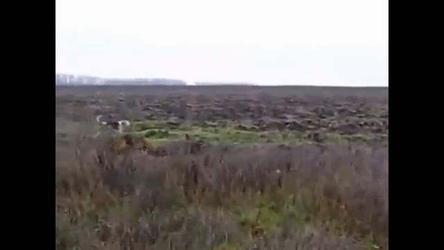 Охота на кабана супер! wild boar hunting