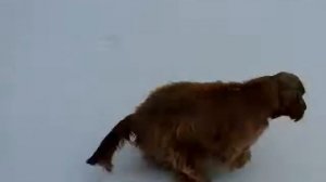 Первый снег для Фанни 27. 01. 17г.  9 месяцев_Английский кокер Спаниель