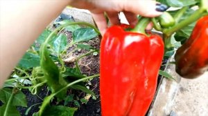 Перец сладкий Омброне F1