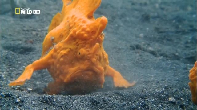 Nat Geo Wild HD   самое странное место в океане