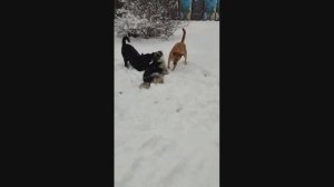 апрельский снегопад в приюте