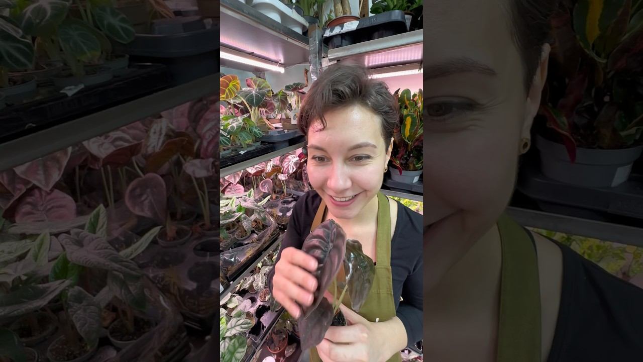 ТЫ НЕ УЙДЁШЬ ОТ НАС БЕЗ РАСТЕНИЯ