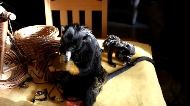 Kiki - Tamaryna Czerwonobrzucha (Saguinus labiatus) смотреть онлайн