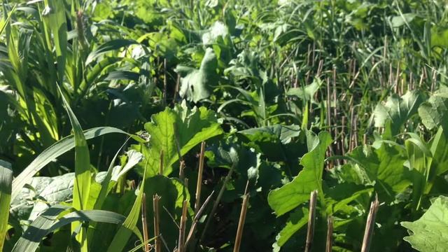 Millborn Balanced Plus Cover Crop смотреть онлайн