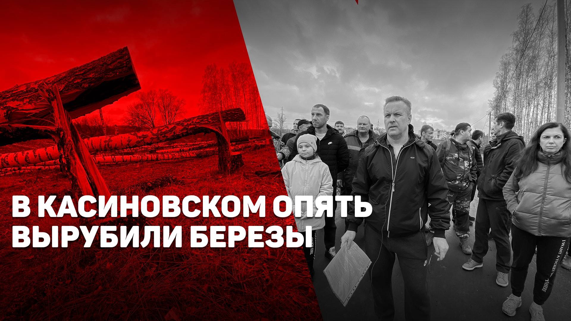 "Нашу берёзовую рощу уничтожают!" Жители Курского района протестуют против вырубки деревьев