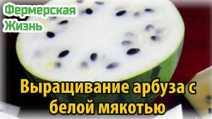 Выращивание арбуза с белой мякотью