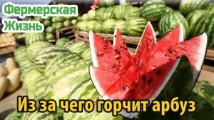 Из за чего горчит арбуз