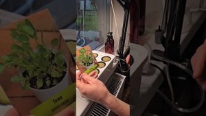 Как посадить салат в системе Агроло