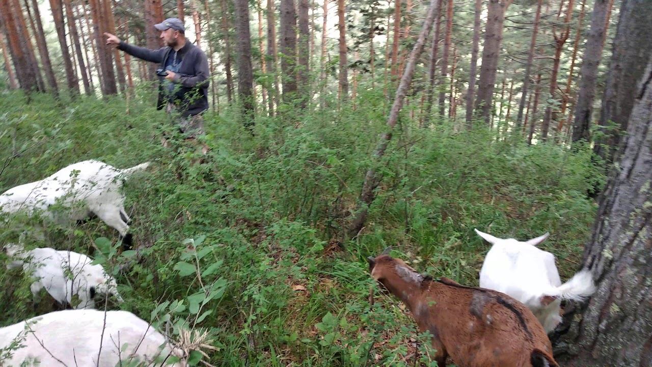 Прогулка с козами 2 (продолжение) смотреть онлайн