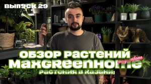Обзор. Комнатные/горшечные растения и букеты в Казани. Выпуск 29