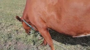 Закончилась время для слепней. Всему свое время.