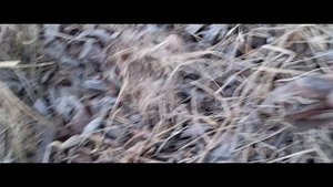 СОБАКИ РАСКОПАЛИ ЕЖИКА! #ЕЖИК #ЕЖИЁ #ЖИКИ #СОБАКИ #СОБАЧКИ #СОБАКА