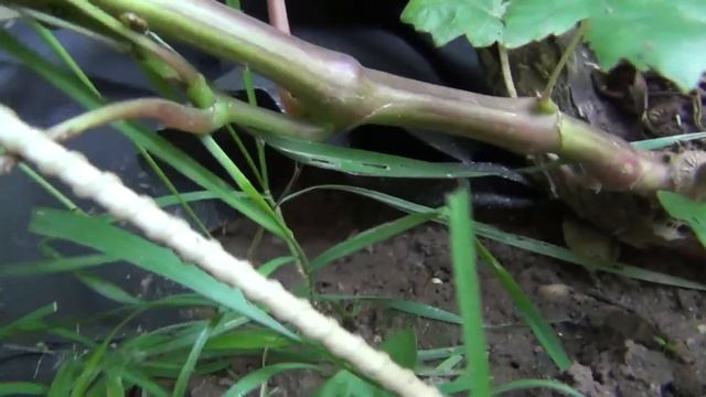 "ВОСПИТАНИЕ" ПОБЕГОВ винограда и КАК МОЛОДЫМ КУСТАМ ВЫЗРЕТЬ ЛОЗАМИ смотреть онлайн