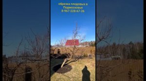 правильная ежегодная обрезка яблони в частном саду на урожай