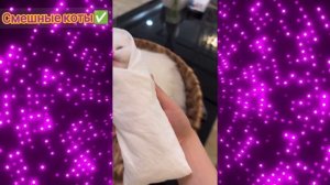 Смешные коты Подборка #26/ Забавные видео про домашних животных/ Смотреть приколы про котиков 2025