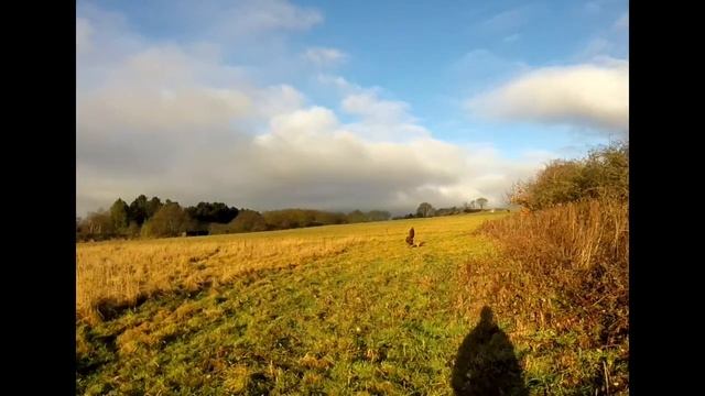 Hunting With Harris Hawks. Lola Smacks a Fox 07.01.17 смотреть онлайн