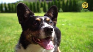 Моя большая семья. Анонс. Канал В Мире Животных