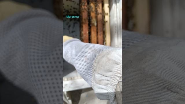 Пчёлы. Осмотр нуклеуса в апреле