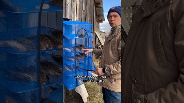 готовим копченого берша смотреть онлайн