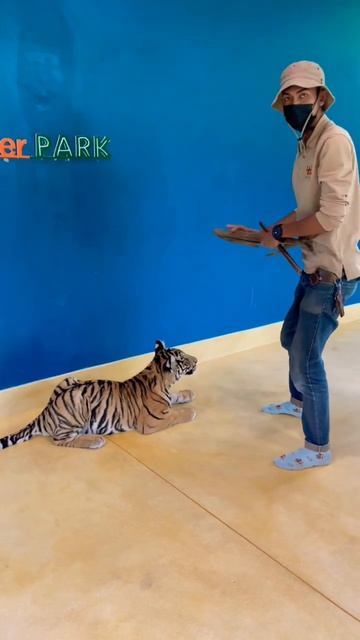 Big Tiger 🐅 #baby #safiullah #shafin #travel