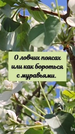 От ловчих поясах или как бороться с муравьями...
