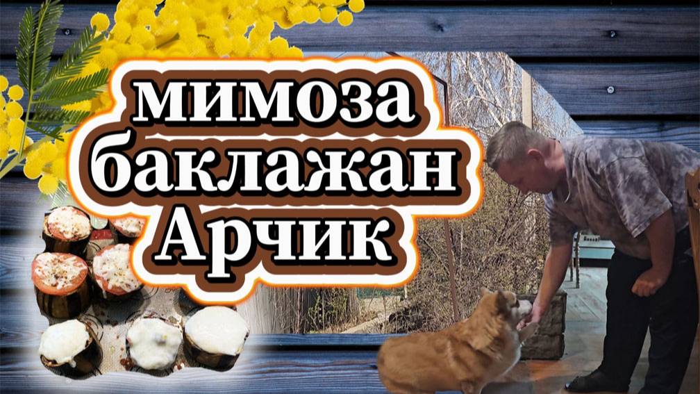 57-25! VLOG АФЕРИСТЫ СЛЕДЯТ/САЖЕНЕЦ МИМОЗЫ/РЕЦЕПТ БАКЛАЖАН ПОД БЕШАМЕЛЬЮ/ИГРЫ С АРЧИКОМ