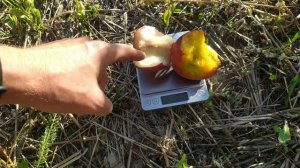 персик Фреш вайт, Екстрим 314, Герміона