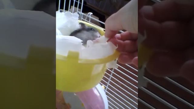 Хомяк  кушает яичко Лаки милый хомяк