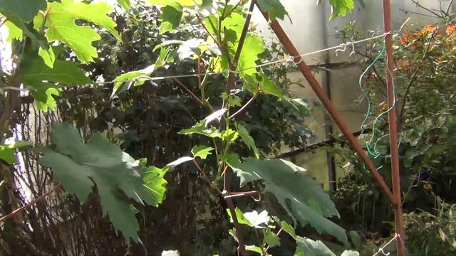 КАКИЕ ПАСЫНКИ БЕСПОЛЕЗНЫ и ПОЧЕМУ. ПРИЧУДЫ Сентября смотреть онлайн