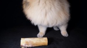 🐶🐾Счастливчик и кость🦴