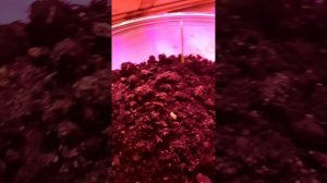 Ура! Наконец-то мой финик "Худри" начал всходить ! 🌱💚