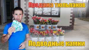 Продажа тюльпанов на 8 марта. мой опыт.