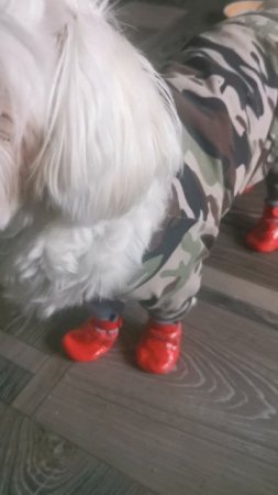 Новые башмачки