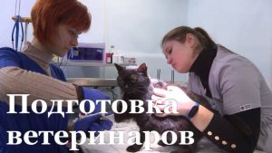 Нехватка ветеринаров в Республике