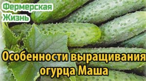 Особенности выращивания огурца маша