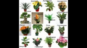 Как цветы размножаются? Что такое опыление